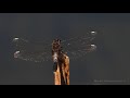 eurasian coot hunting dragonflies blässhuhn bei der jagd nach libellen