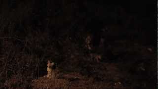 San Joaquin Kit Fox at den, '11
