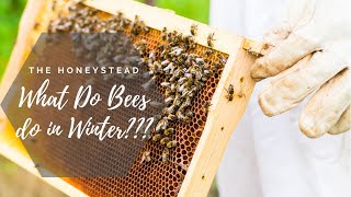 What Do Bees Do During Winter?!?