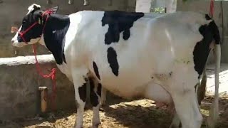 #Makhu#area#Nishan#Singh Ph 07009492709👈 7 animal sale 11-6-2019 HF cow Jersey cow