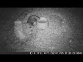 2023 1105 cute little opossum comes for a drink