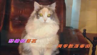 点点思愁为了谁（猫咪之歌）