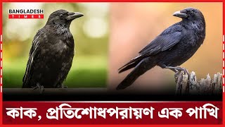 শ'ত্রুকে মনে রেখে প্রতি’শো’ধ নিতে পারে কাক | Crow | Bangladesh Times