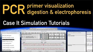 PCR: primers, digestion and electrophoresis using control sequences from the Cystic Fibrosis case