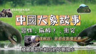 中國🐘故事 | 靈魂解說“象爺”夜襲“魔王寨”、復仇象群致村婦死亡事件、2020大象北行17月、亞洲象習性及人象冲突…… #中國 #大象 #紀實