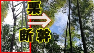 【建物の傍の高木を切る!!】伐倒できない時は、特殊伐採の断幹！！樹上チェーンソーワーク、ロープワーク、動荷重の知識とクライミングアップダウン。スキルを上げて樹上作業を楽しむ!!#稲屋の田舎チャンネル