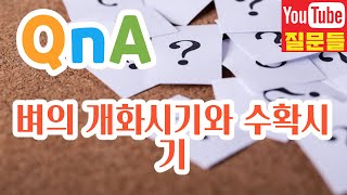 벼의 개화시기와 수확시기