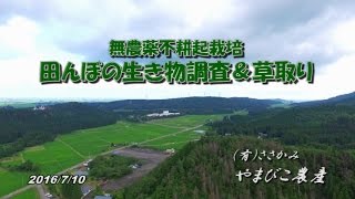 2016やまびこ農産　無農薬不耕起栽培　田んぼイベント　生き物調査＆草取り【空撮】FullVersion