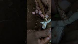 ഇന്ന് പറമ്പിൽ കണ്ട കൂൺ #mushroom #myfarming #farmer