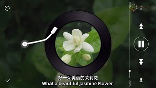 《茉莉花》欣赏+跟唱版，“Jasmine Flower\