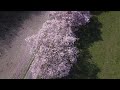 cherry blossom 4k uhd kirschblüte and drone crash