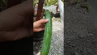 MY CUCUMBER IN A SMALL CONTAINER ,/ my stress reliever aside from listening music I do planting