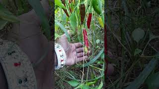 kashmiri red chilli🌶 /இதுதாங்க காஷ்மீரி சிவப்பு மிளகாய்