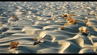 14 Stunning Photos of Desert Poplar Forest, Xinjiang