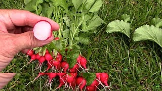 Harvesting Champion Radishes Grown in Wood Chips. And a Taste Test.