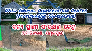 peacock dance,Wild animal conservation centre||ମୟୂର ନୃତ୍ୟ,ବନ୍ୟପ୍ରାଣୀ ସଂରକ୍ଷଣ କେନ୍ଦ୍ର,ସମ୍ବଲପୁର,ଓଡ଼ିଶା