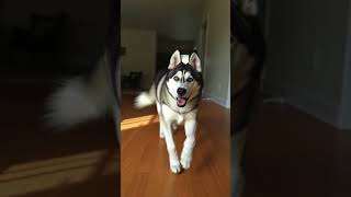 Dog’s Emotional Reaction to Owner’s Passing—Heartbreaking! #dog #doglover #dogshorts #shortsyoutube