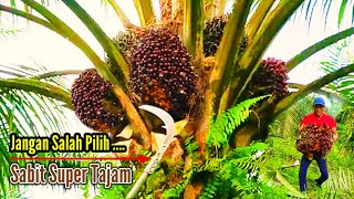 SALAH PILIH NYESAL || INILAH SABIT SUPER TAJAM KHUSUS PANEN KELAPA SAWIT POKOK RENDAH DAN TINGGI