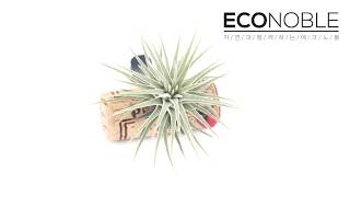 ECONOBLE[에코노블]_향기뿜는 코르크 틸란드시아 이오난사