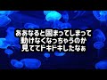 クィーンスプマンテがエリザベス女王杯を勝った時のネットの反応を見たらヤバすぎた