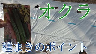 オクラの種まき（知っておきたいポイント解説）