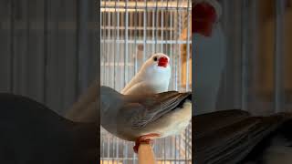 Zebra Finches XL | Bird Sounds