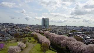 【ドローン空撮】桜並木　海老名市上郷　三川公園