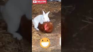 Rabbit hens