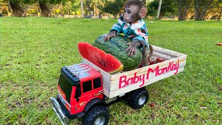 Baby monkey Bim Bim harvests watermelons with puppy in his garden & So Yummy Fruits