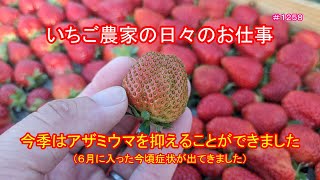 今季はアザミウマを抑えることができました（６月に入った今頃症状が出てきました）　いちご農家の日々のお仕事　＃１２５８