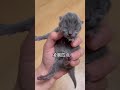 刚出生的猫宝宝没活下来，猫妈妈流泪了！the newborn cat baby died and the mother cat wept！