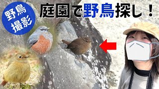 庭園で、日本最小級の小鳥に出会う！【野鳥撮影vlog】