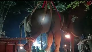 Kadaba Operation Elephant  | ಕಡಬ ಇಬ್ಬರನ್ನು ಬಲಿಪಡೆದ ಆನೆಯ ಸೆರೆ ಕಾರ್ಯಚರಣೆ - ವೀಕ್ಷಿಸಲು ಭಾರಿ ಜನಸ್ಥೋಮ