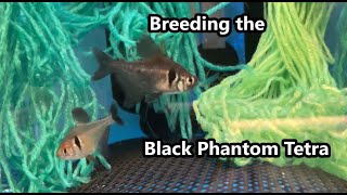 Breeding Black Phantoms