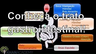 Conheça o trato gastrointestinal! | Vida e evolução | Khan Academy