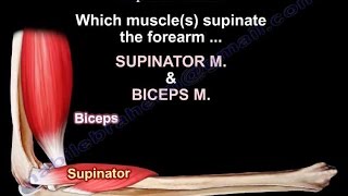 Anatomy Of The Supinator Muscle - Everything You Need To Know - Dr. Nabil Ebraheim