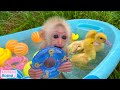 BiBi monkey plays with five little ducks in the bath