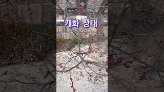 설날 당일 통도사 나들이 홍매화 개화 현황/자장매가 피었을까? #통도사홍매화#홍매화개화시기