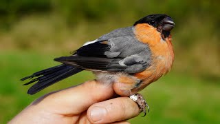 Eurasian bullfinch (Pyrrhula pyrrhula) male - birds close up