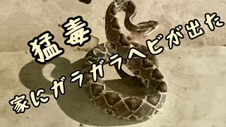 我が家に出た!!　ガラガラヘビのガラガラがすごい。閲覧注意　rattlesnake　serpiente de cascabel