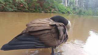 Preening with one-eye