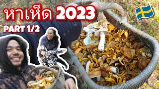 เจอฝูงเห็ดแตรขาเหลื่อง [เห็ดดำ] | หาเห็ดในป่าสวีเดน 2023 - EP.10 ตอนที่ 1/2