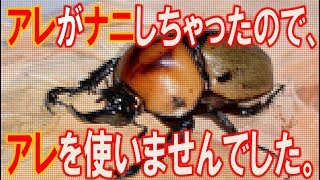 カブトムシ＋クワガタ　アレがナニしたので、ヨツボシヒナカブトにアレを使わずに作りました（くろねこチャンネル）