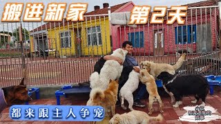 180条流浪狗搬进新家的第二天,新的生活开始了,都来和主人争宠 -Dog rescue in China- 20210605