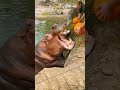 When the hippo eats the pumpkin #shorts #viral #nature #hungry hippos###