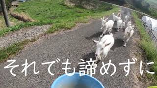 【春が来た！ヤギが来た🐐のんびりした佐賀の田舎でこんなことやってます(笑)】 #Shorts