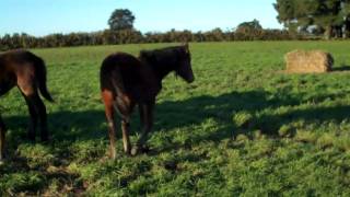 Michelle Fire Filly