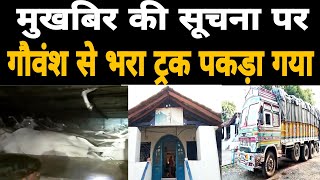 दमोह-मुखबिर की सूचना पर गोवंश से भरा ट्रक पकड़ा गया