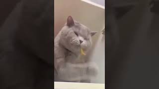 我試試~~我試試 | Funny Animal videos | Cute and Funniest Cats Videos 😽 | 10個星變化 | #Shorts