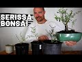 Styling Serissa Bonsai Part 2 | Snow Rose Bonsai